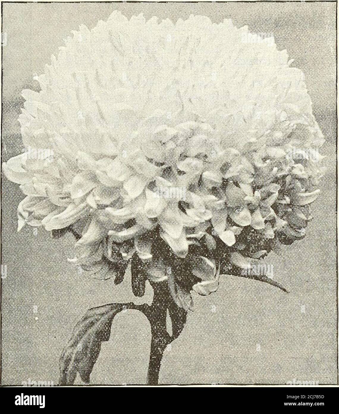 . Dreer's garden 1902 calendar . irely distinct from anyin commerce, being a soft shade of lavender pink, which,under artificial light, resembles a light-colored Cattleya. riajor Bonnaffon. Soft, clear yellow, incurved, full inthe centre ; 6 to 7 inches in diameter and nearly as deep;form and finish perfect. (See cut on page 132.) Mary Hill. A bright shade of pink with a high pearl gloss onouter petals. Mayflower. Magnificent large incurved white, lower petalsreflex ; grand in every way. ninerva. Large and massive, incurved, vivid golden-yellow. riodesto. Intense yellow, of an incurved slightl Stock Photo