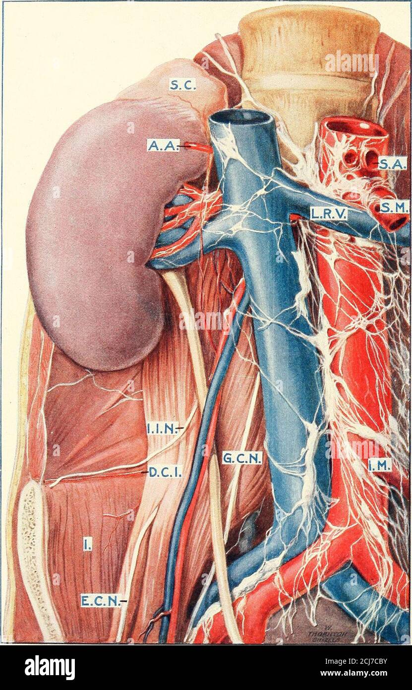 A Manual Of Operative Surgery 193witzel 175 384 775woelfler Prof 4 6 234wood Prof John 333 334 629 His Operation For Ectopia Vesicae 622 26 For Hypospadias 614wound See Operation