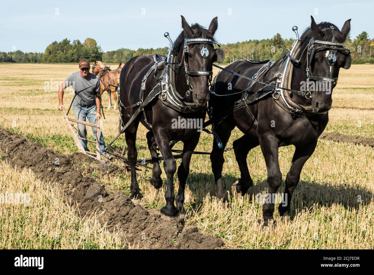 International Plowing Match competition, horse plowing, Verner, Ontario, Canada Stock Photo
