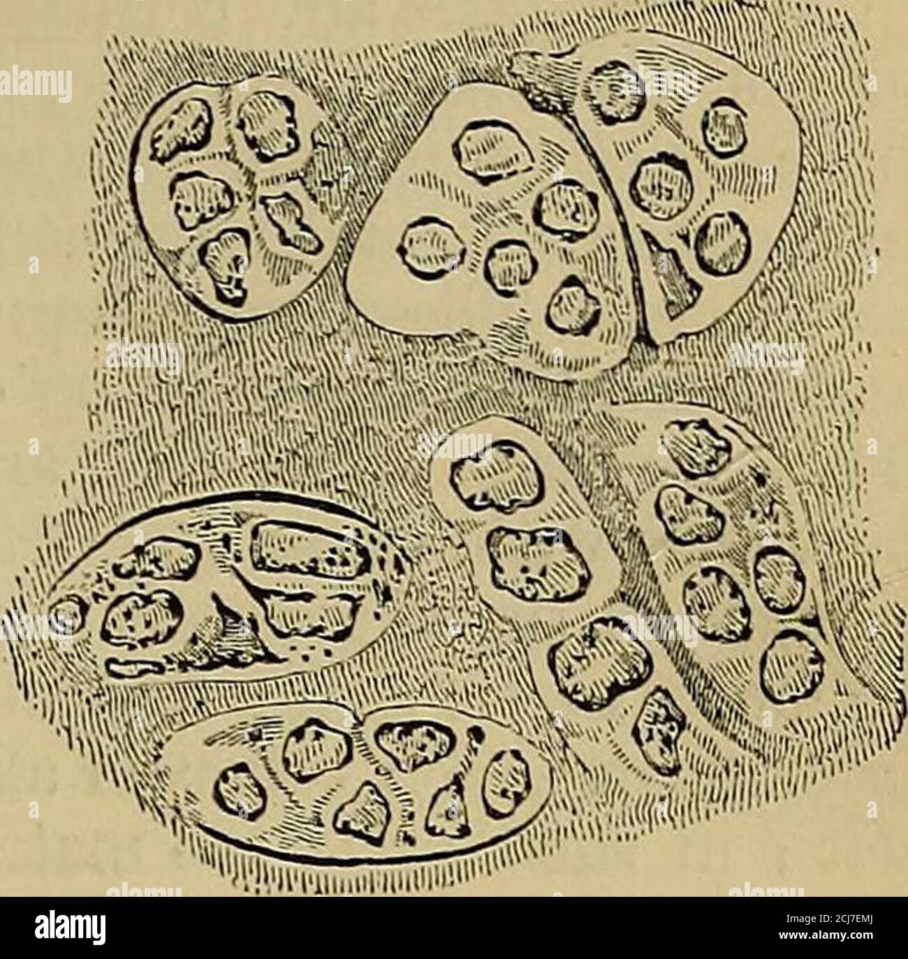 Hyaline Cartilage Connective Tissue Drawing