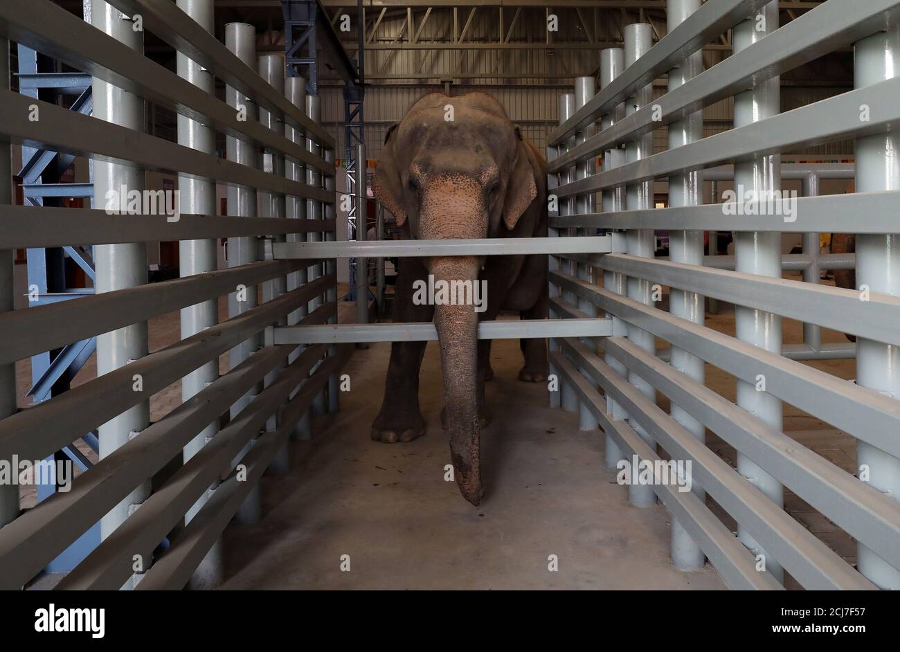 Maya, a female elephant, is seen in an enclosure at the Wildlife SOS  Elephant Hospital, India's first hospital for elephants run by a  non-governmental organisation, in the northern town of Mathura, India,