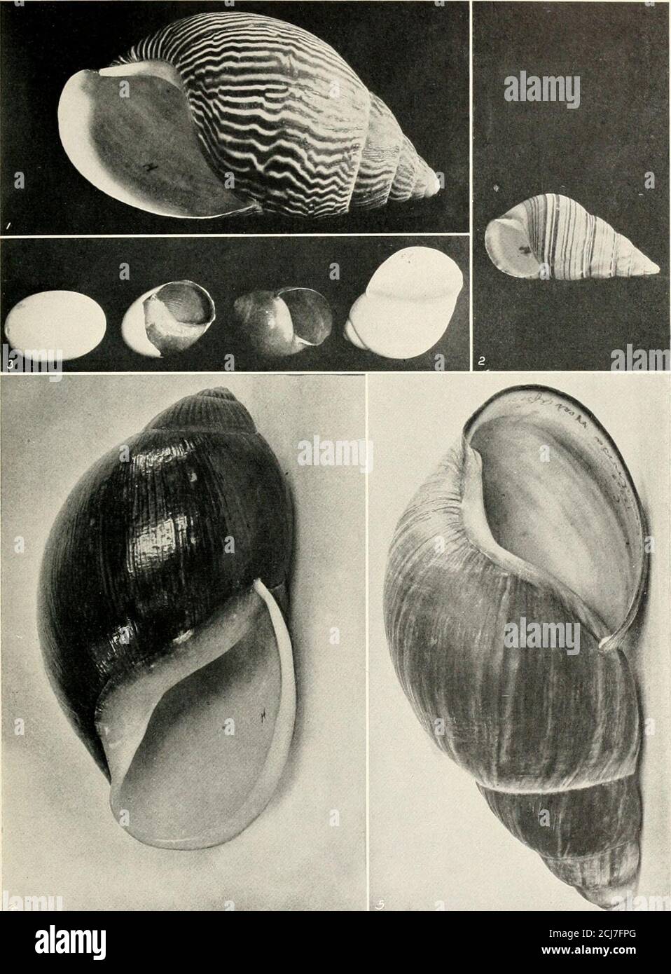 . The shell book . d whorls. The ground colour of dark red is crossedby an irregular system of zigzag streaks of black. Length, J inch. Habitat.— Lehiu, Oahu. Genus CARELIA, H. and A. Ads. Shell long, turriculated, with flattened whorls; columellastrongly arched and twisted; aperture small. Few species inHawaiian Islands. The shells of this genus are larger than in Achatinella. Theyshow a prevailing preference for shades of brown. The Obelisk Carelia (C. obeliscus, Rve.) is three times ashigh as its width at base. There is a sharp median angle on thebody whorl. Dark brown at base, the colour g Stock Photo