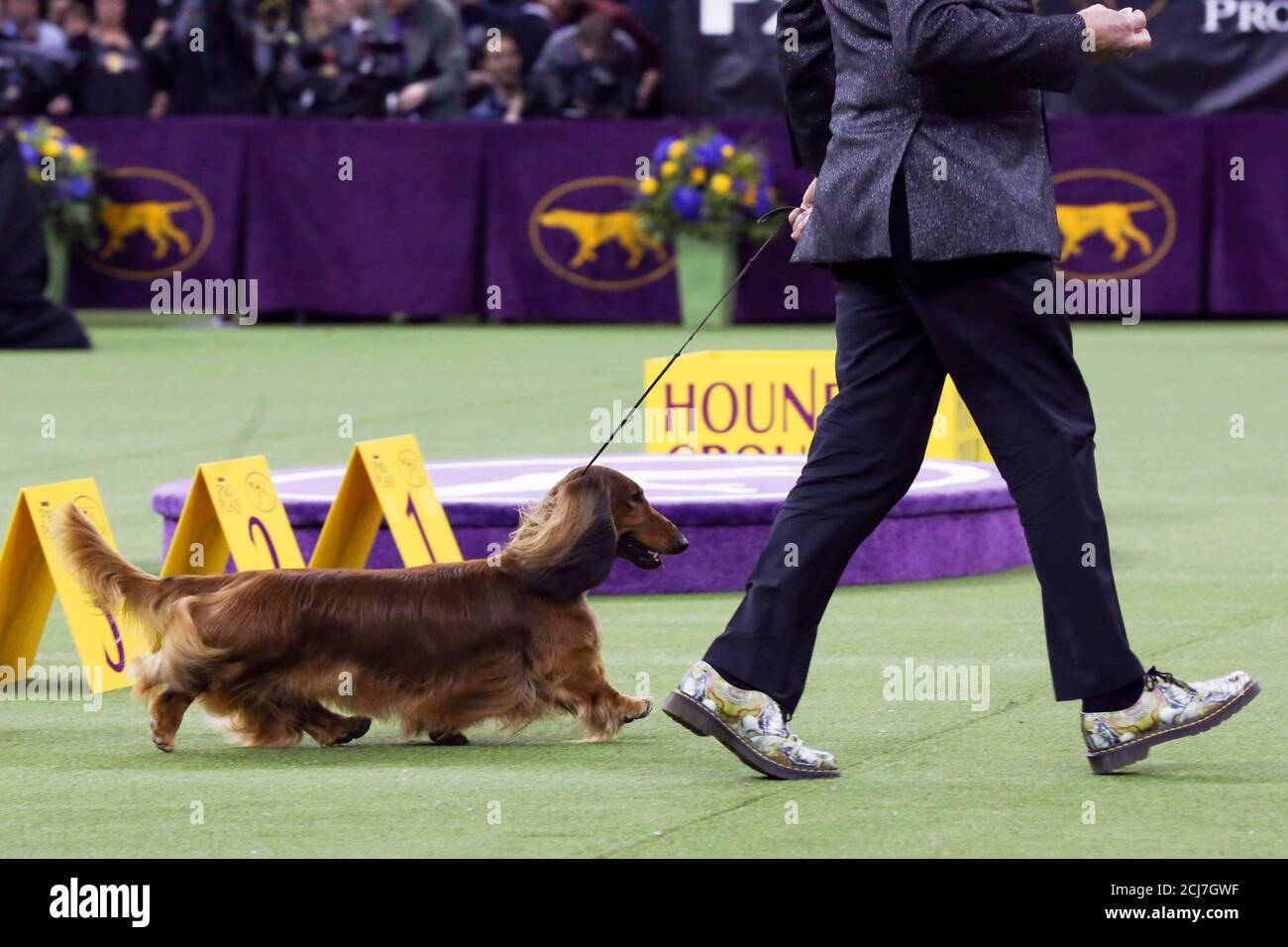 Westminster Kennel Club Dachshund Burns Hound Group Burns The