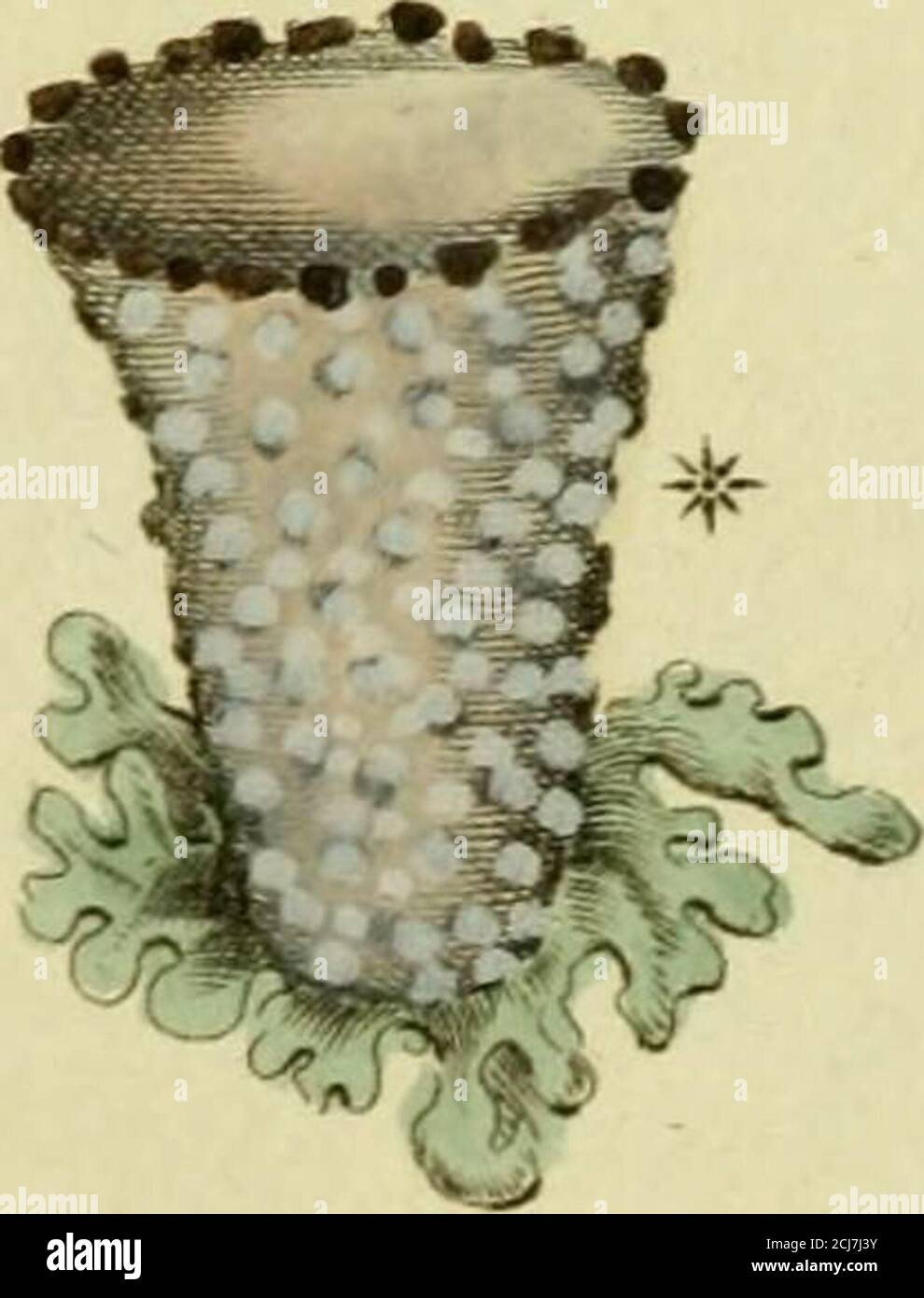 . Svensk botanik . G £ ris A --. /„,.-,.,, -... 49S. CENOMYCE PYXIDATA ÄCH. ■(Lichcn pjxidatus Linn.) Thatt-Laf. Lajbålens blad äro flikiga, naggade och upp-stående. BåhLänglarne (podetia) äro bägare-lika, i början släla, men sedermera skroiliga,knoltriga och grågröna; Bägarne likformiga,stundom i kanten utskjutande nya; Laflmsoii(apothecia) kring bägarens kant, mörkbruna. Arliar. Synops. Lich. p. 252. Lichenogr. imir. p. 554- — Linn. Fl. Sv.f>. aai. Cl. n4- Crtptogamia Algae. — Liljehl. Sv. Fl. s. 434. Kl. 16.Lönn giftB Alger. — Retz. Fl. cec. s. 400. — ITestring Lathist. s. a54«Tab. — -l- Stock Photo