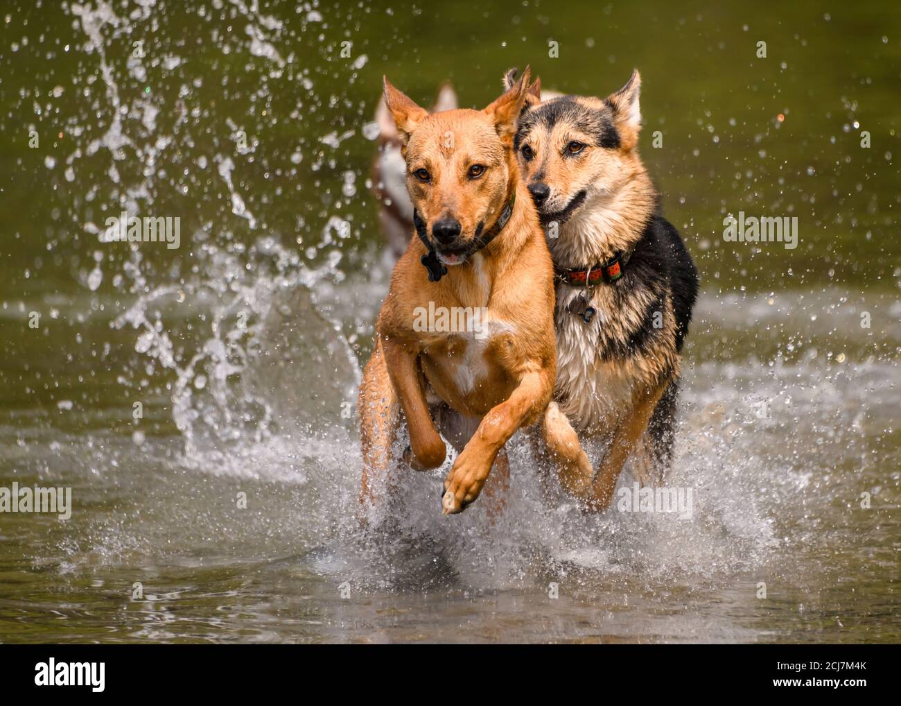 Dog water play hot sale