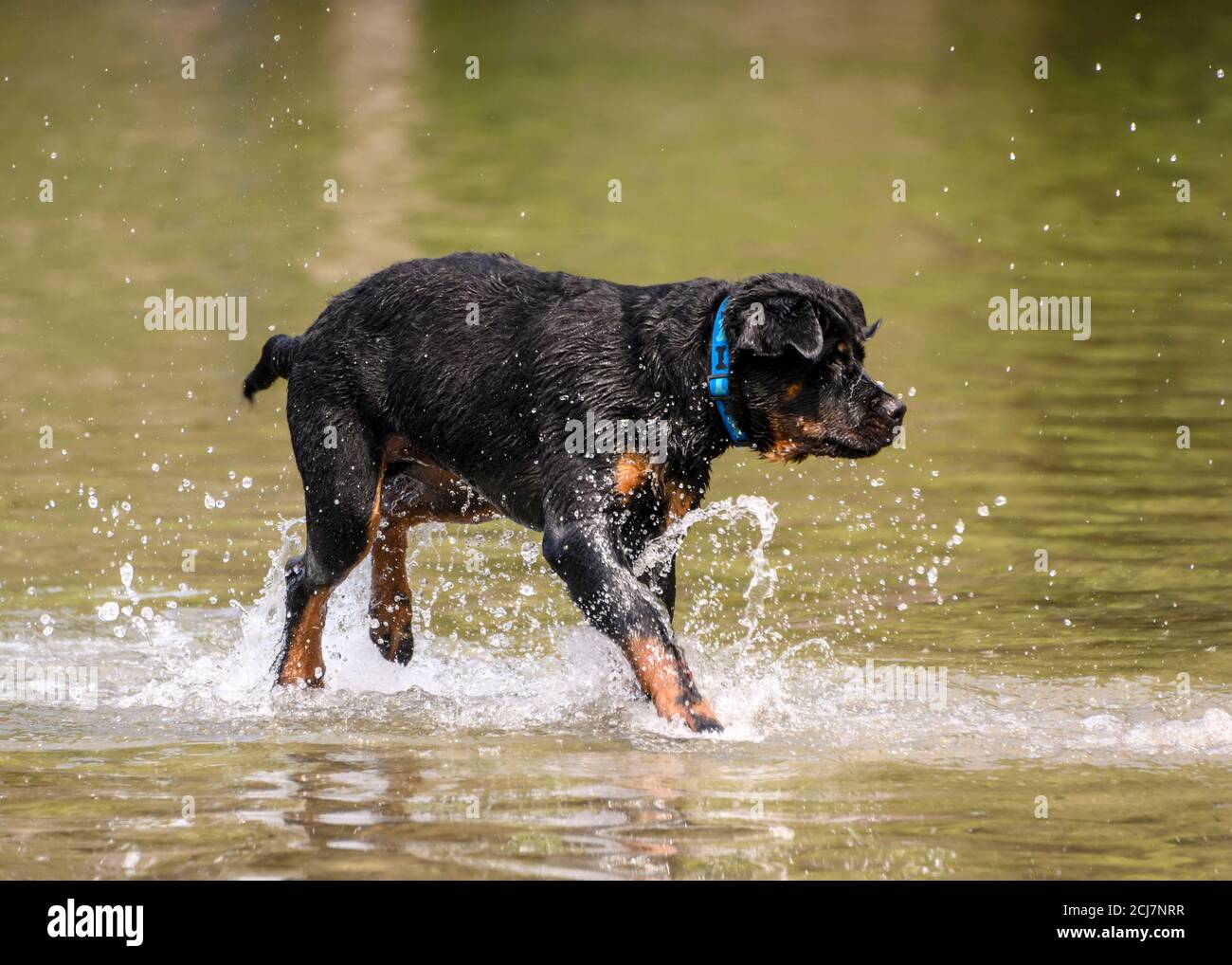 Are Rottweilers Good Water Dogs