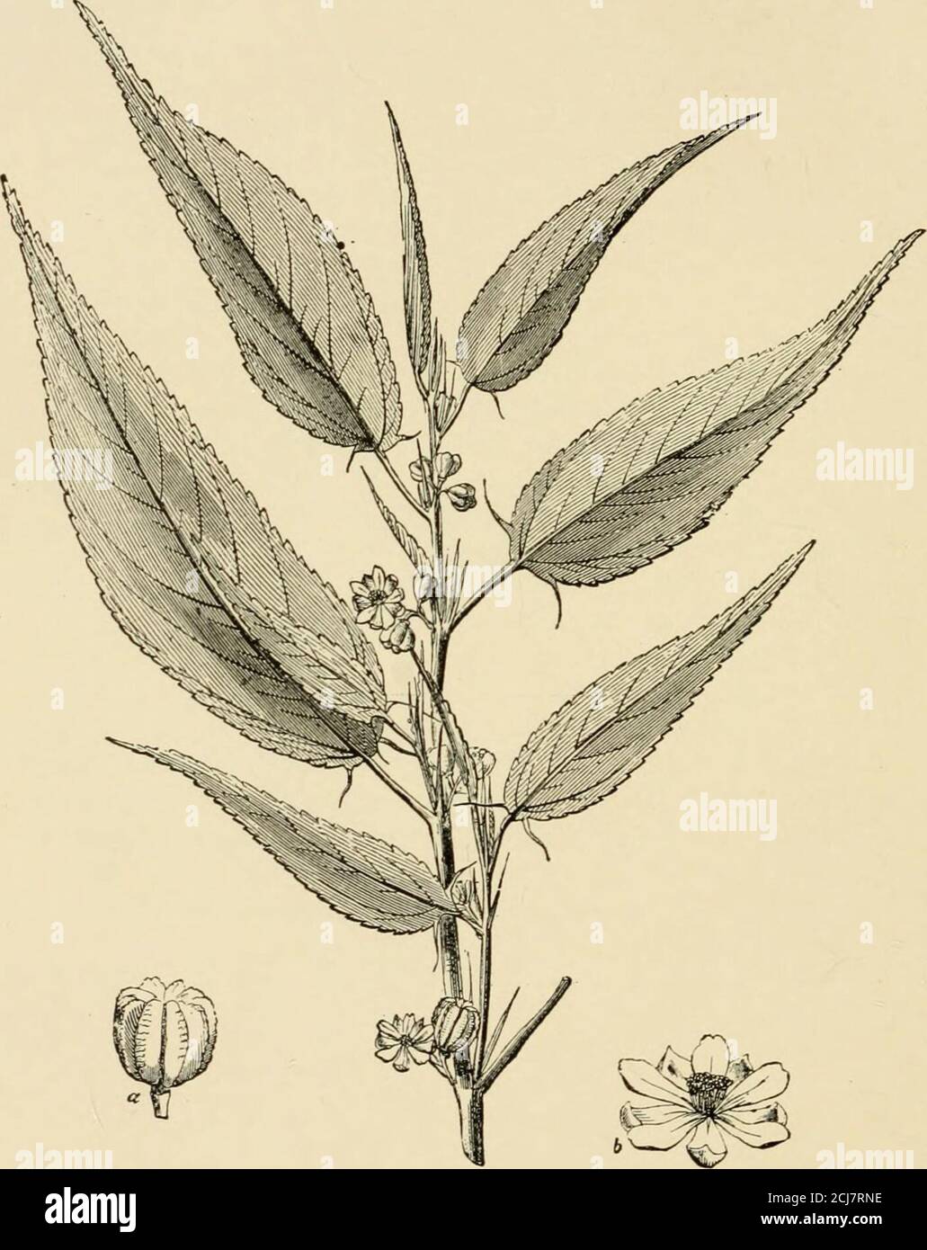 . Cotton and other vegetable fibres : their production and utilisation . long.It is stated that the bark contains less gummy matterthan that of Boehmeria nivea, and that for this reasonthe fibre can be more easily extracted. Girardinia heterophylla, the Nilgiri nettle, is atall plant provided with stinging hairs. It jdeldsa soft, silky fibre, resembling ramie fibre in generalcharacter, but coarser and less lustrous. The ultimatefibres possess the remarkable length of from 6 to 20inches. Before the introduction of cotton into Europe, thefibre of the common stinging nettle {Urtica dioica)was use Stock Photo
