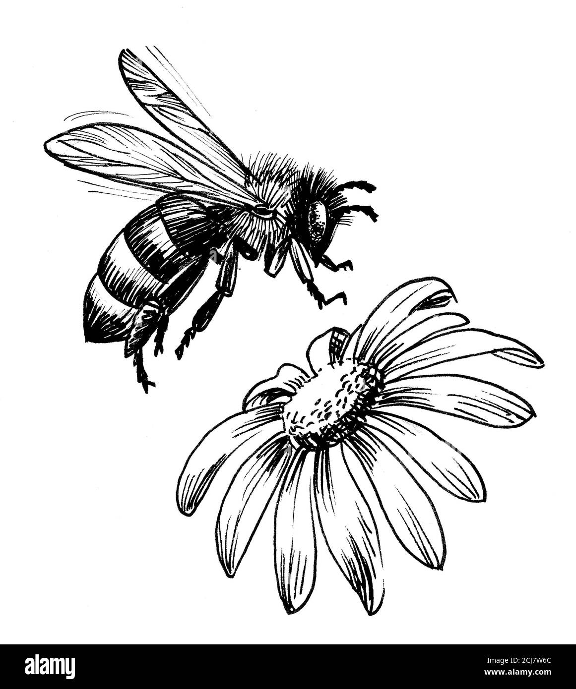 Flying bee and flower. Ink black and white illustration Stock Photo - Alamy