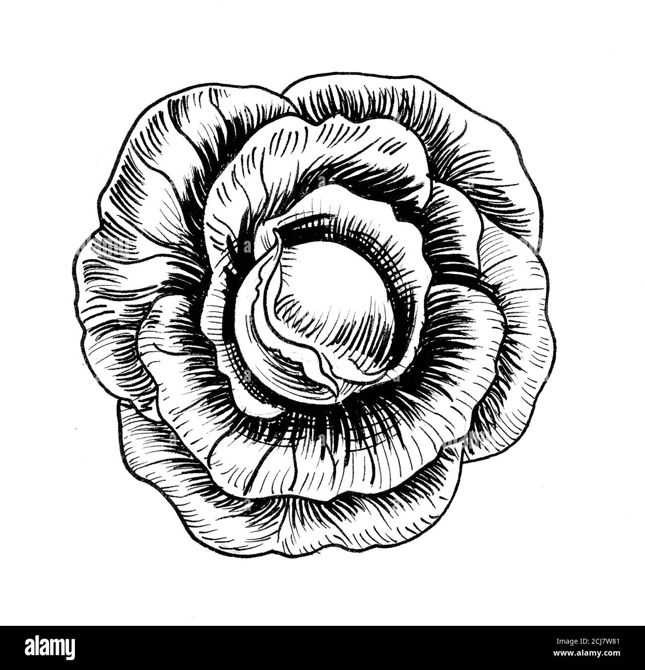 Cabbage plant. Ink black and white drawing Stock Photo Alamy