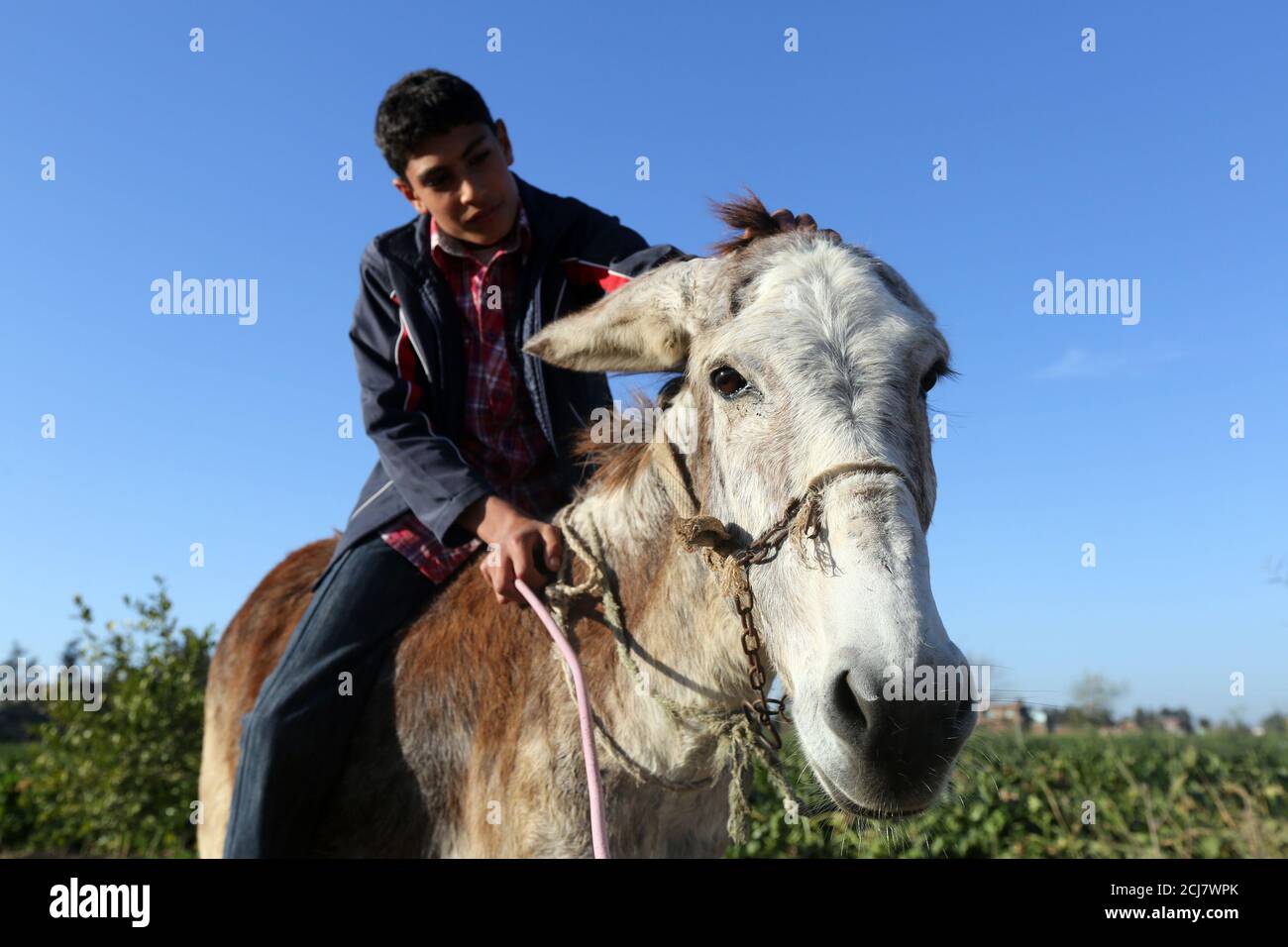 Jumping donkey hires stock photography and images Alamy