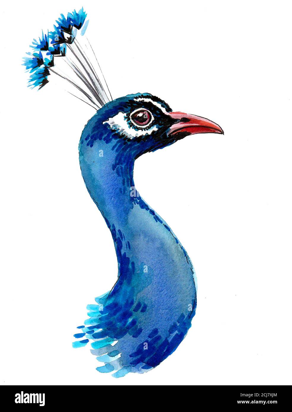 Peacock bird head on white background. Ink and watercolor drawing Stock  Photo - Alamy
