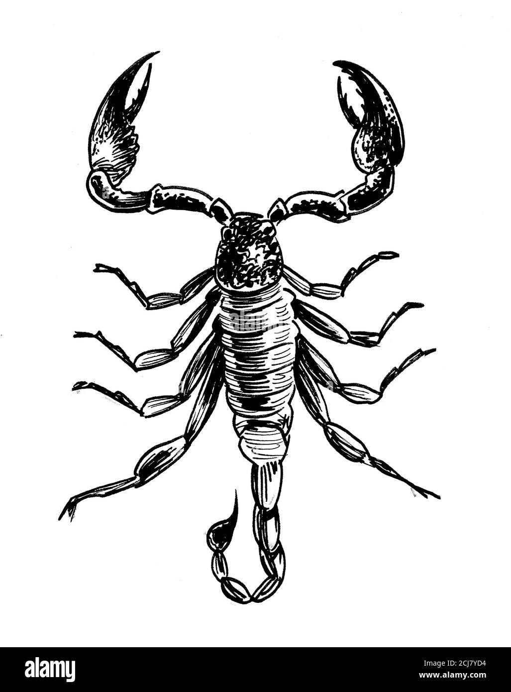 Poisonous scorpion. Ink black and white drawing Stock Photo
