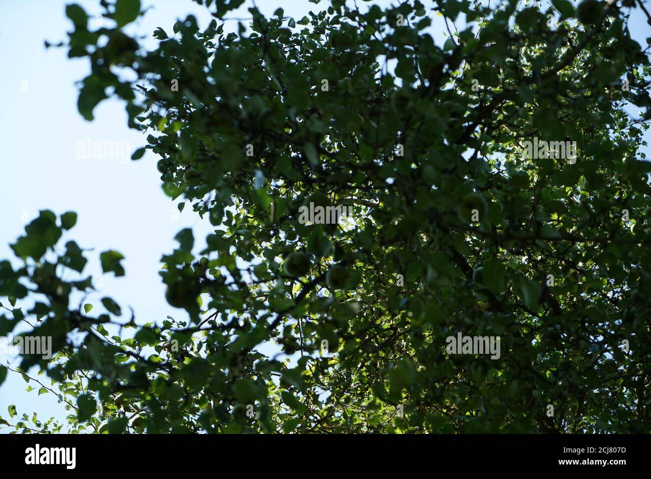 Low angle shot of tree branches with green leaves and sunny sky Stock ...