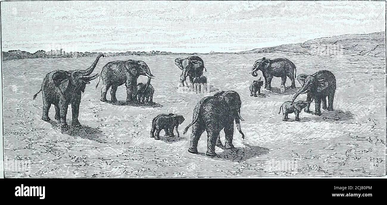 Discovery Of Lakes Rudolf And Stefanie A Narrative Of Count Samuel Talaki S Exploring Ey And As The Elephants Were Right In Our Way We Were Compelled To Drive Them