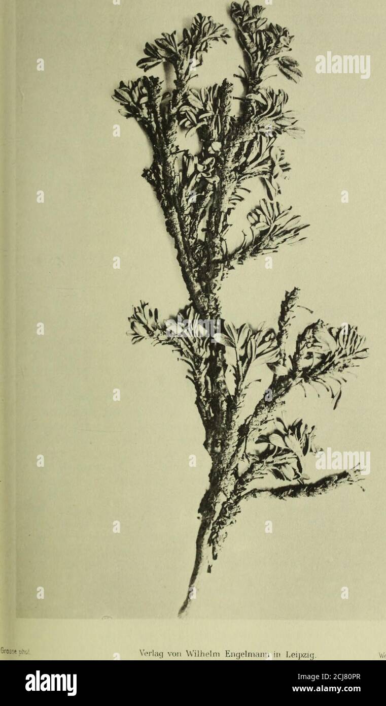 . Botanische Jahrbücher für Systematik, Pflanzengeschichte und Pflanzengeographie . tfua* phot Verlag von Wilhelm Engelmann in LeipzigPolylepis crista galli Bitt. Werner oJWirter, Frankfurt äM Engler. Botan* Jahrbucher. Bd.XLV. Taf. X.. ■rr.er a.Wintrr. Prankfurt 3/M. Polylepis tarapacana Phil. Revision der Gattung Polylepis. 655 Andes inter La. Paz et Tacna, (12500—13400 feet) Pentland1838 in herb. Paris.! Bisher fehlte von dieser interessanten Art jegliche Beschreibung des Blütenstandessowie der Blüten- und Fruchtorgane, was wegen des im Vergleich zu sämtlichen übrigenPolylepis-Aitcn verst Stock Photo