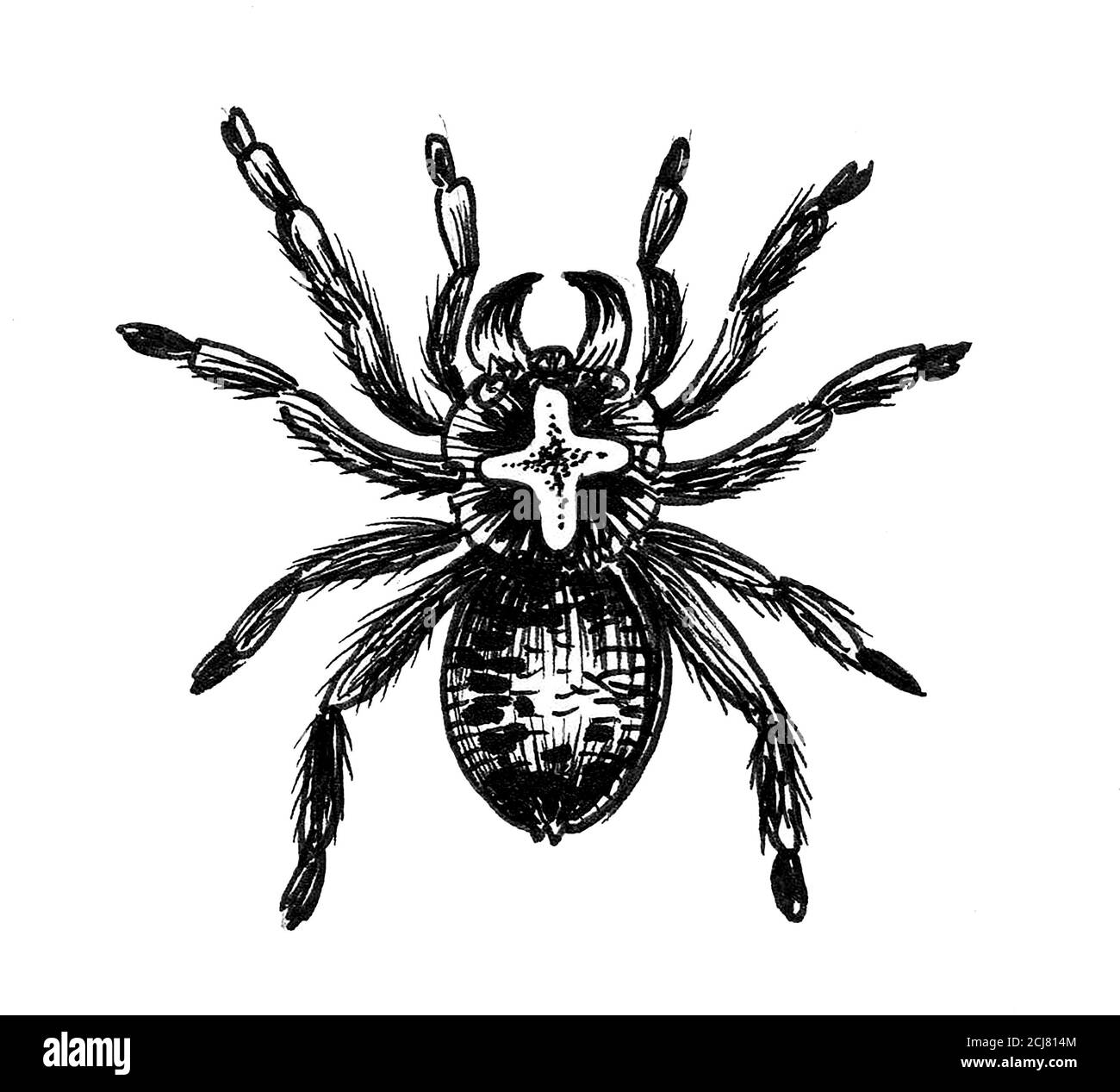 Dangerous poisonous spider animal. Ink black and white drawing Stock Photo