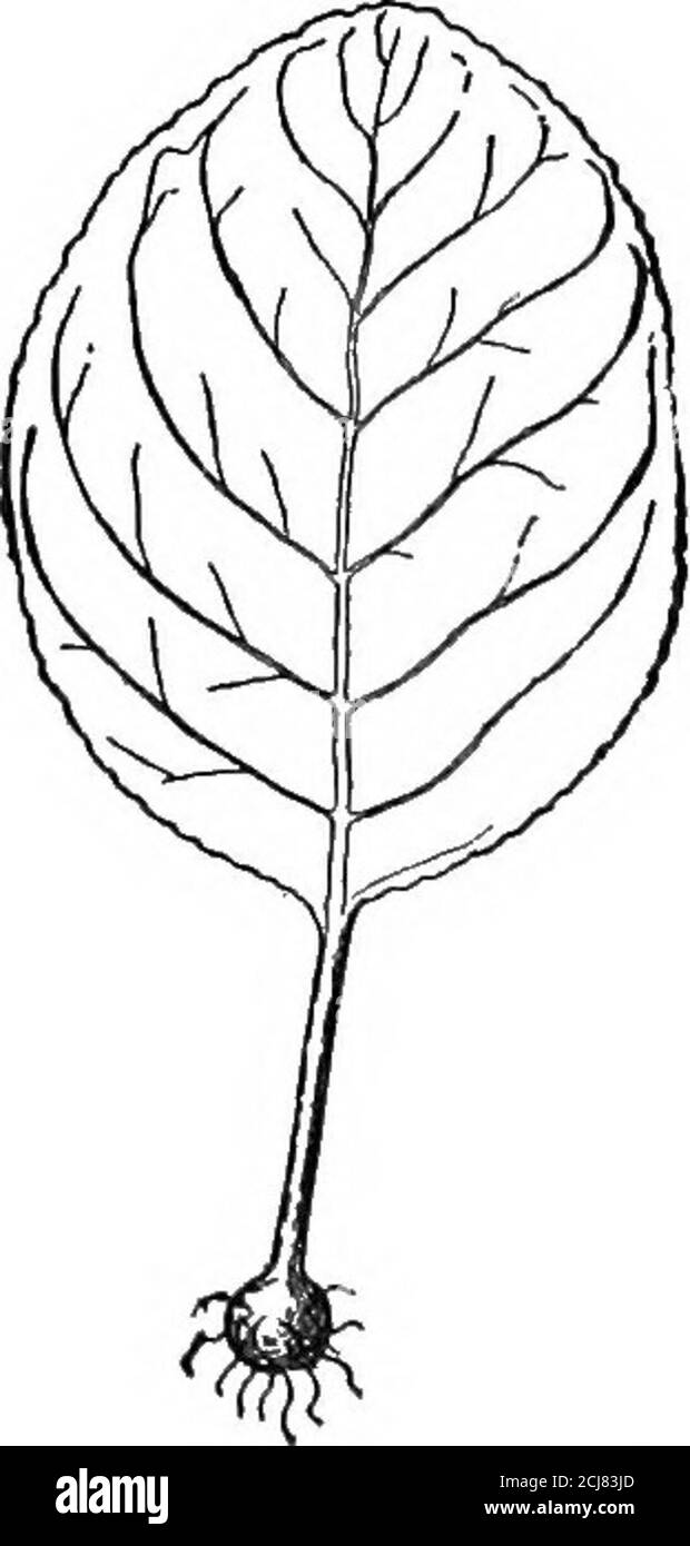 Plant Drawing Triangular . The nursery-book; a complete guide to the multiplication of plants ...