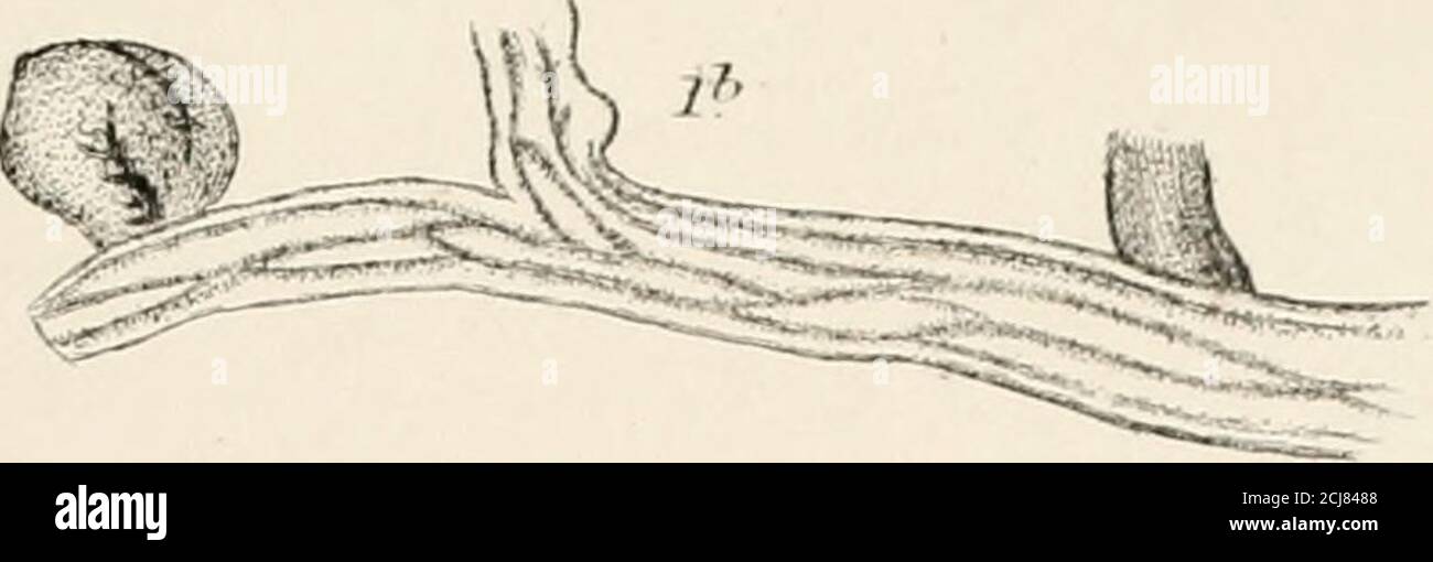 . On the germination, development, and fructification of the higher ...