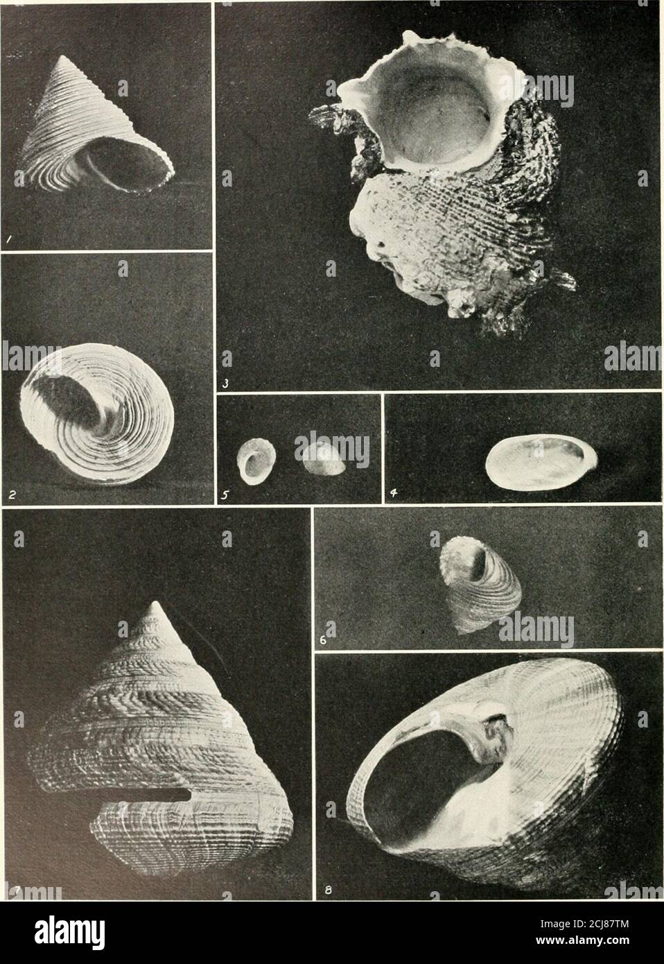 . The shell book . 1 Livona pica. 2 Chlorostoma pdlis-serpent is. 3 Chlorostoma brunnea. Photograph by Maxwell Smith. TOP SHELLS 4 Norrisia Norrisii. 5 Calliostoma ttgris. 6 Rotclla gigantca. 7 TrochttsNtloticus (much reduced). 8 Chlorostoma jitnebrale. 9 Calliostoma anmttata.10 Rocks at La Jolla, Cal.. TOP SHELLS AND OTHERS 1,2 Channelled Top Shell, Calliostoma cunalieulatiim. 5 Little Top Shell, Trochalclla pitlchella. ,1 h-.lphin Shell, I&gt;ltinttl&lt;i laeiniata. 6 Ridged Top Shell, Callwstoma costatum. 4 Wide-mouthed Snail, GY/id planulata. 7, 8 Slit Shell, Plewotomarta Bcyrichi. The Top Stock Photo