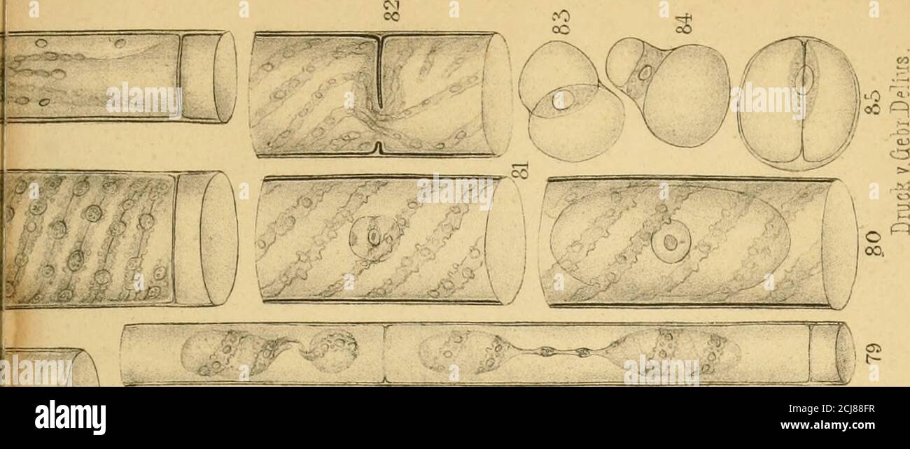 The Annals And Magazine Of Natural History Zoology Botany And Geology Jg J Y U Safe W I 7 Gt R Vt T F V Gt