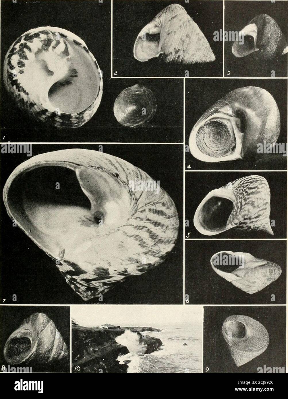 The Shell Book King Pattern Of The Shell Will Keepit Always A Cabinet Favourite New Zealand Australia Genus Margarita Leach Shell Very Small Thin Depressed Globose With Smooth Orcross Striated Whorls