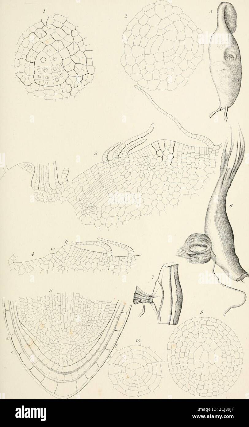 . On the germination, development, and fructification of the higher ...