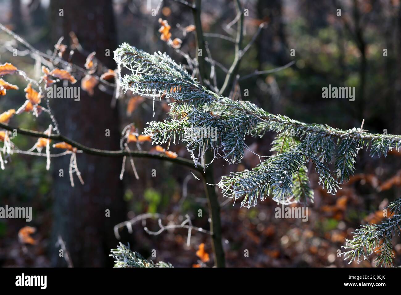 Soft focus frosted fir hi-res stock photography and images - Alamy