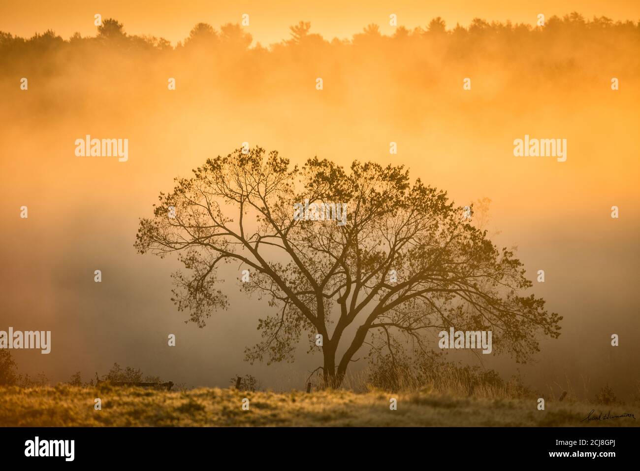 Majestic tree silhouetted against foggy sunrise, Wanup, Ontario, Canada. Stock Photo