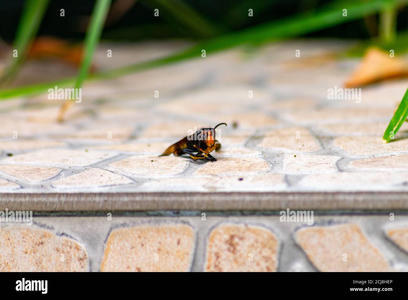 Dead asian hornet found in Braga, Portugal Stock Photo