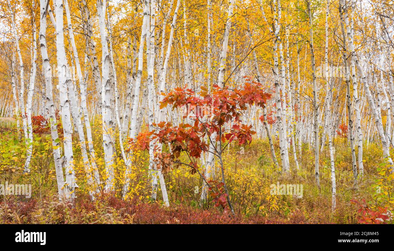 Small oak tree in autumn birch forest, Kivi Park, Sudbury, Ontario, Canada. Stock Photo