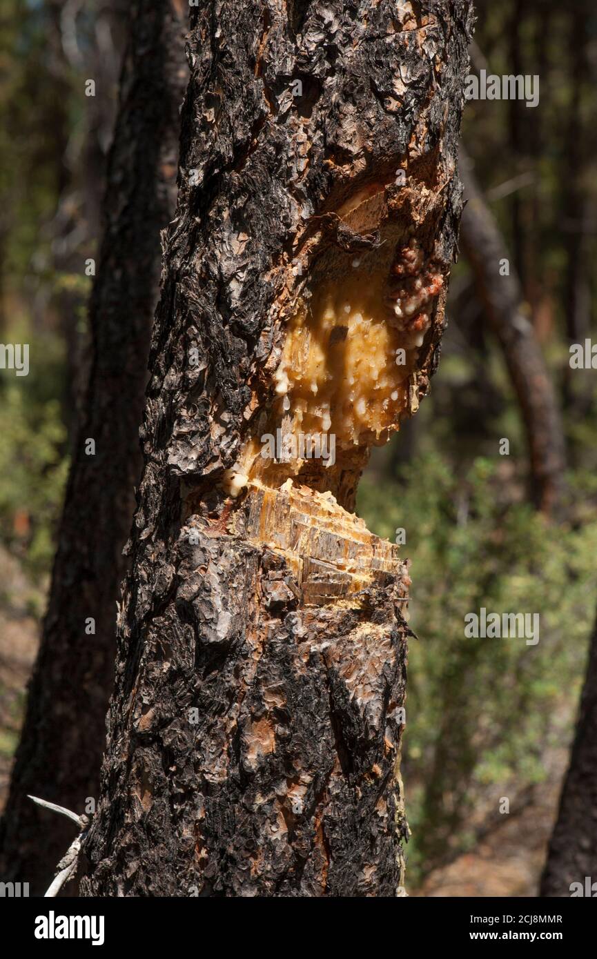 A Lodgepole Pine (Pinus contorta) covers its injury with pitch to deter attacks by bugs, after a cruel attack by an idiot with a hatchet. Stock Photo