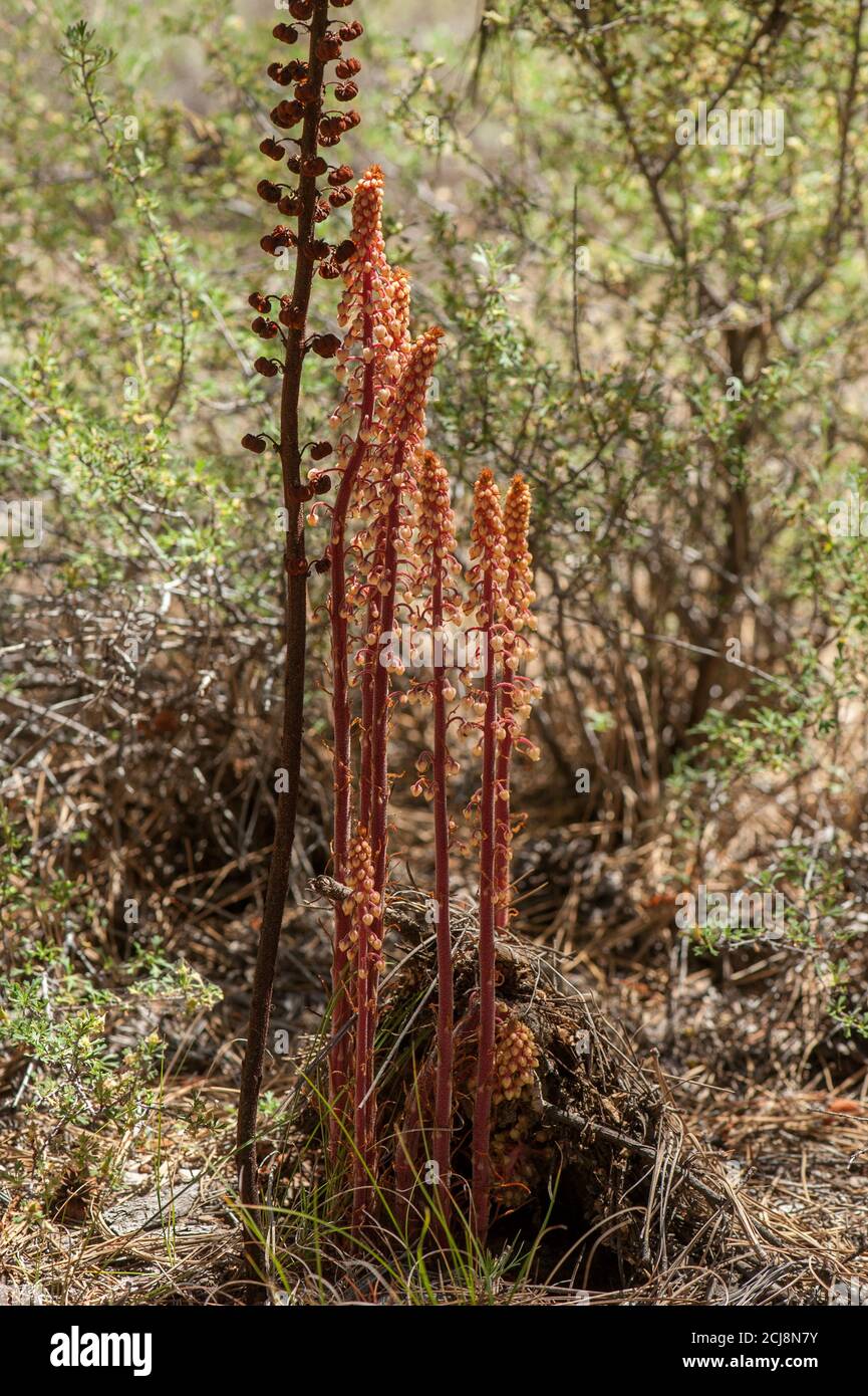 Pine Drops (Pterospora andromedea), a parasitic plant that has no chlorphyll and must rob its nutrients from another organism; in this case, a fungus Stock Photo