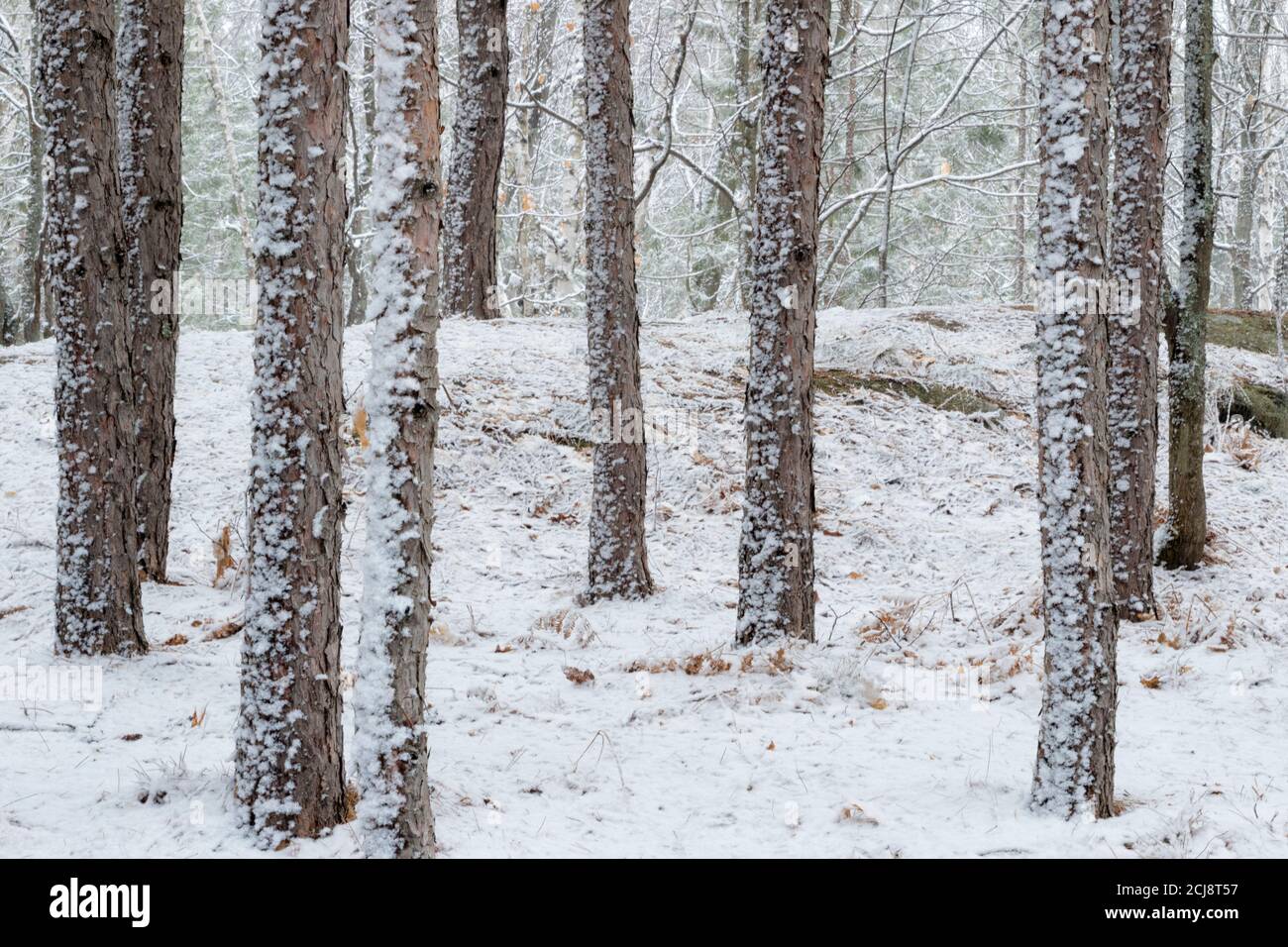 Red pine tree forest after a late spring snowfall, Sudbury, Ontario, Canada. Stock Photo