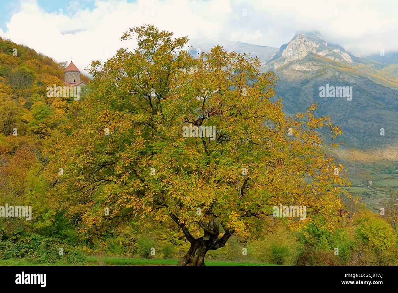 A strong big tree presents the color of autumn in the wild mountains of Armenia. Stock Photo