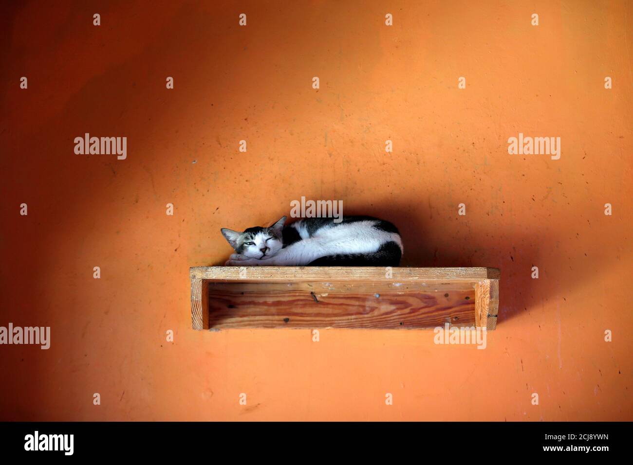 A cat lays on a wooden shelf inside a room for cats, which are 