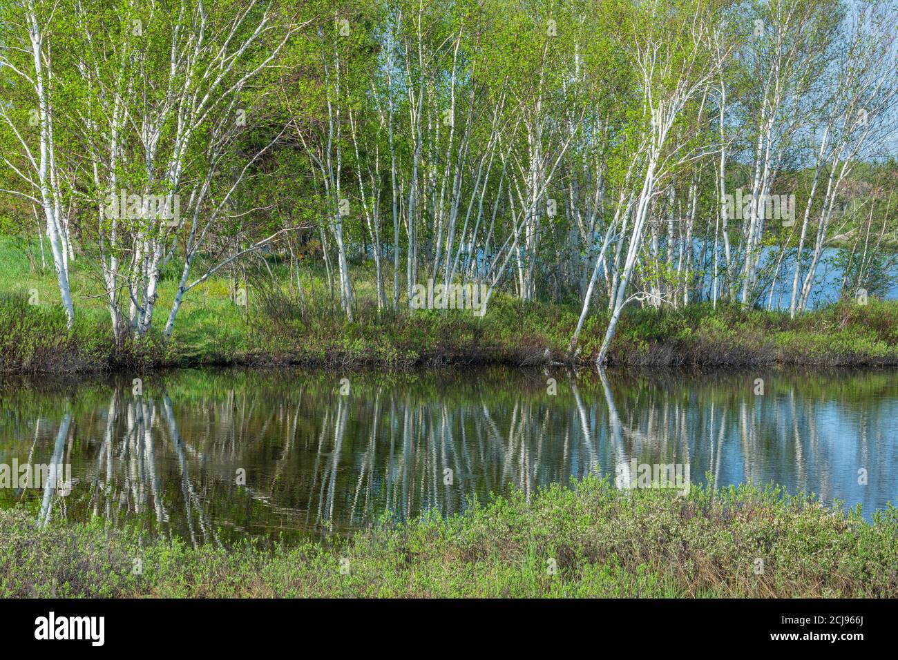 Birch trees in spring reflected in Silver Lake, Sudbury, Ontario, Canada. Stock Photo