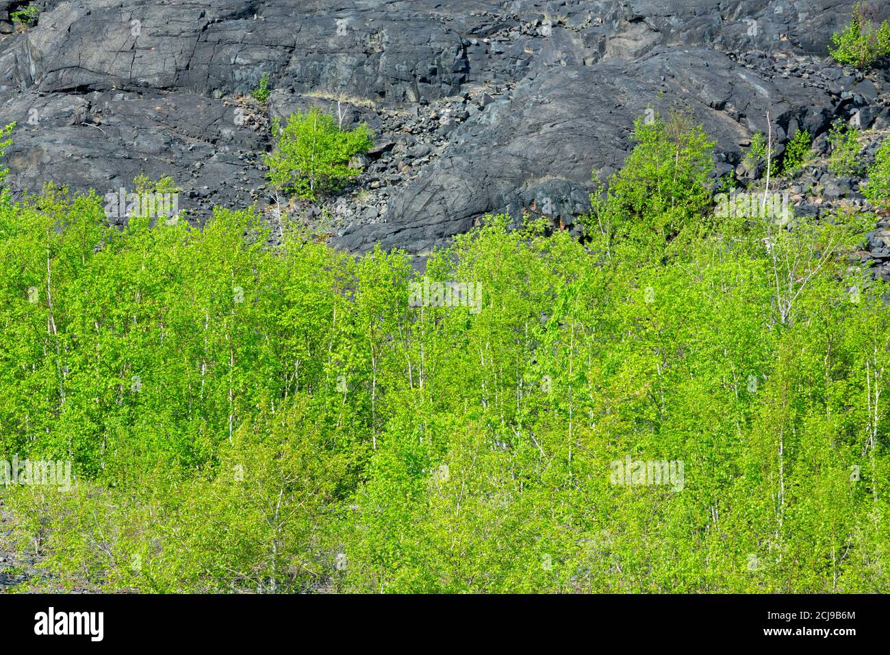 Springtime greenery of trees at base of black rocky hill, Copper Cliff (Sudbury), Ontario, Canada. Stock Photo
