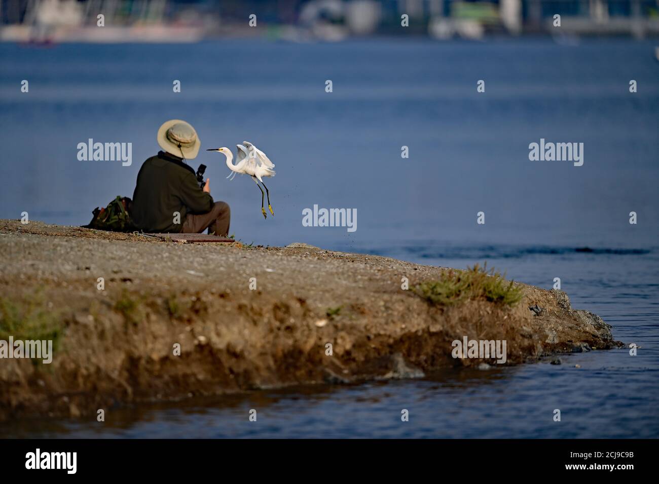 Snowy Egret Flying Past a Photographer Stock Photo