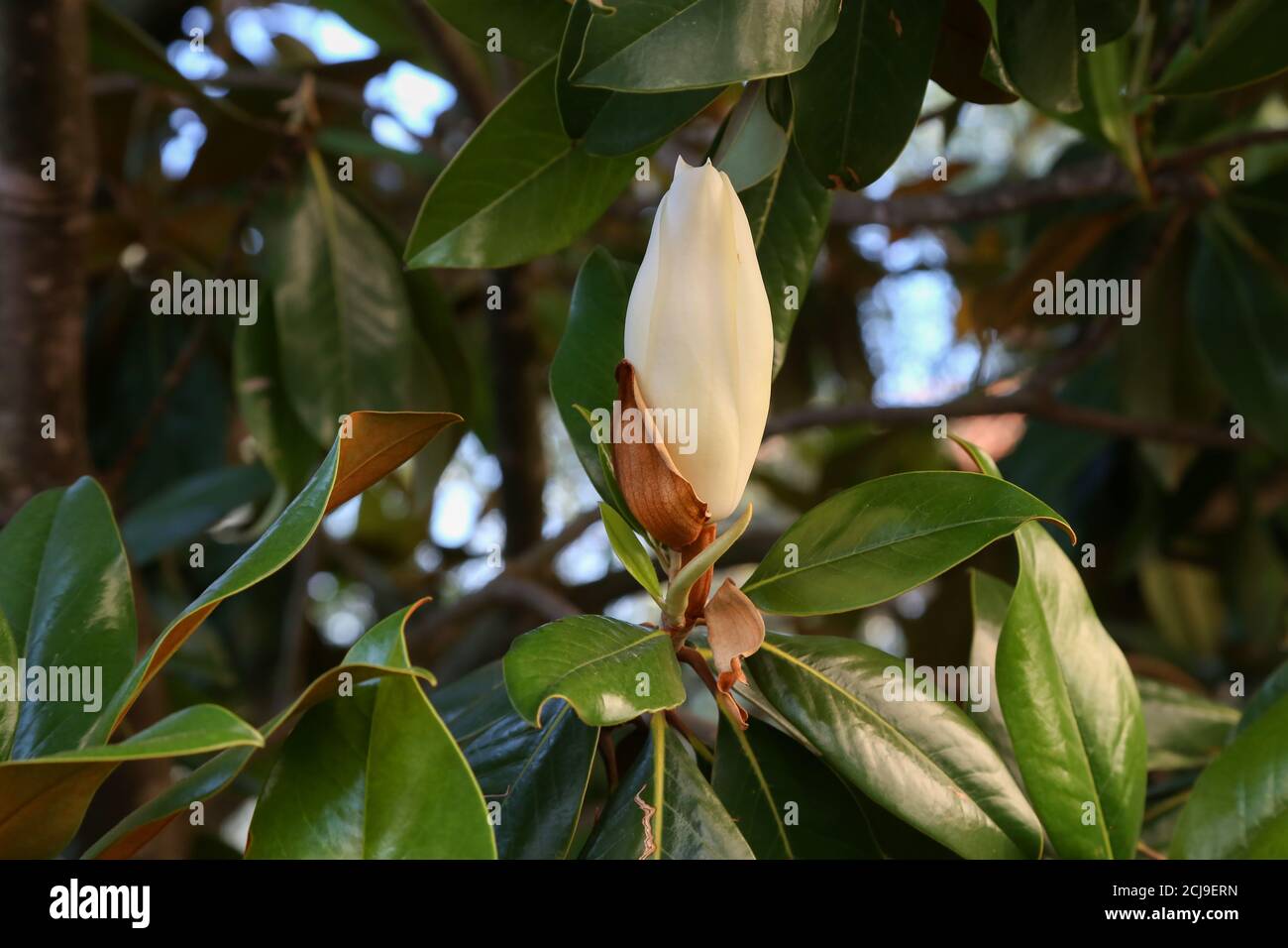 Closeup of a beautiful magnolia flower bud on a tree with green leaves ...