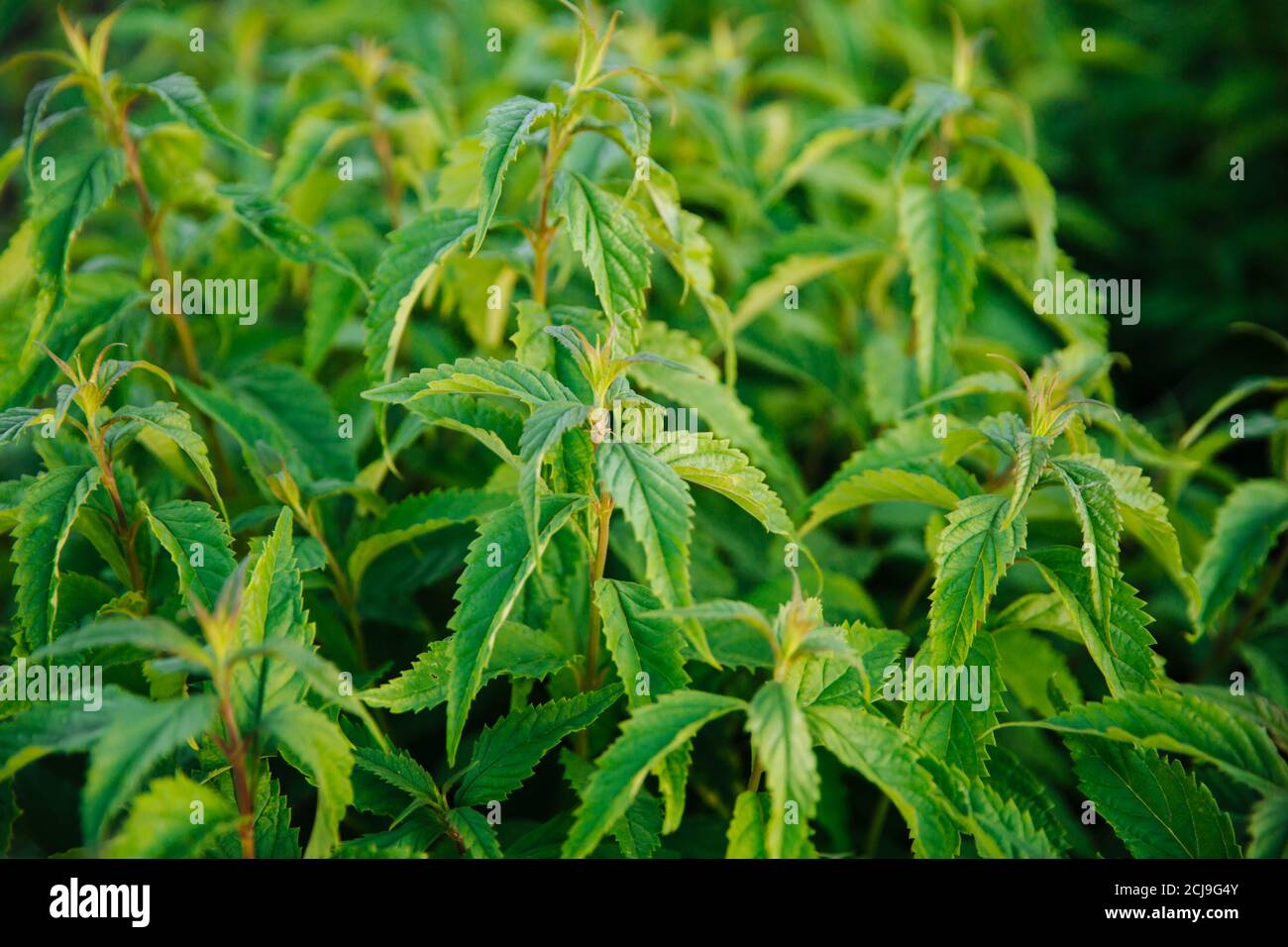 Fresh green mint leaves. Background with mint leaves. Ecology natural concept. Close up Stock Photo