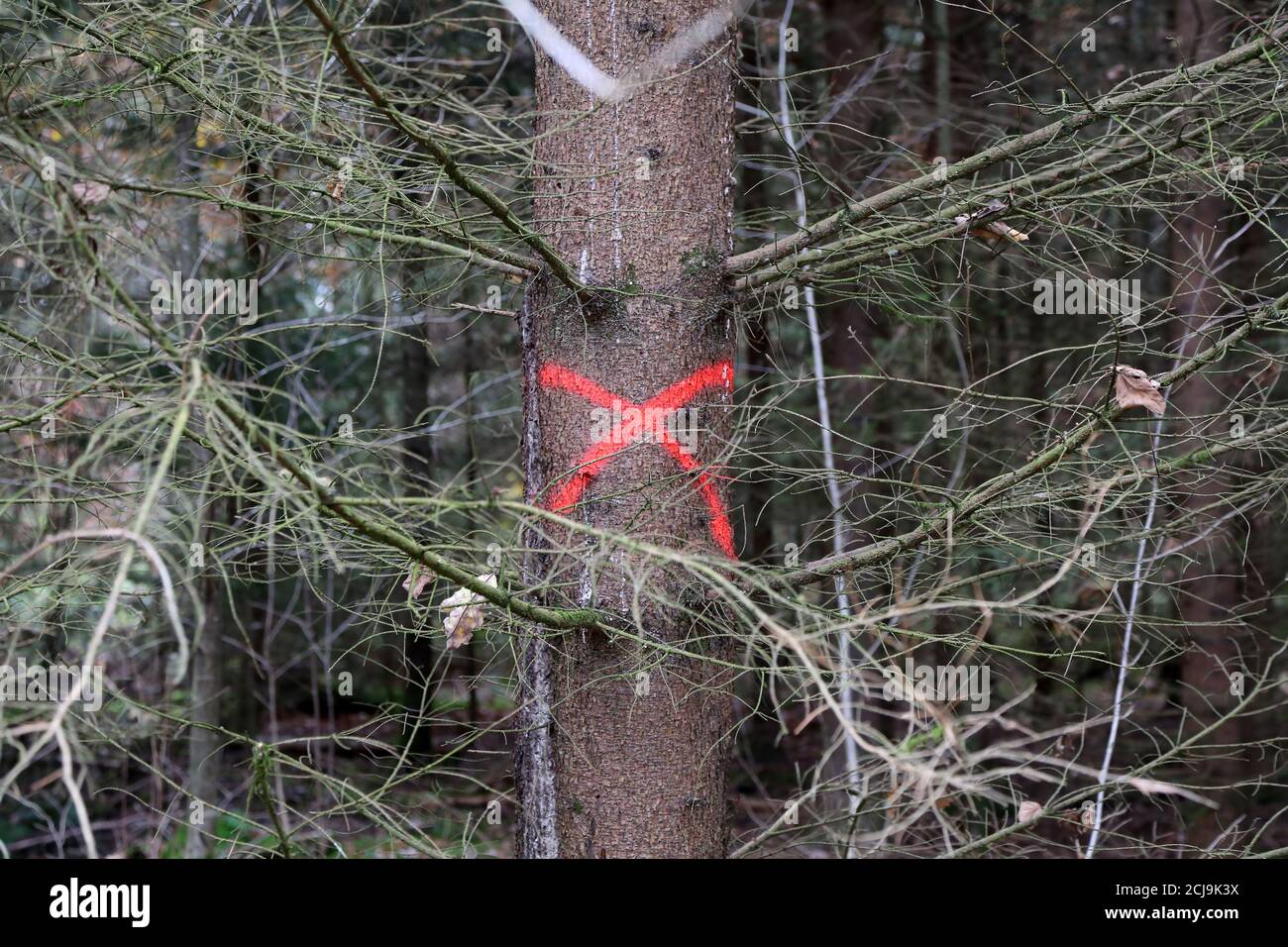 Pine tree in forest marked with red X to be cut down Stock Photo