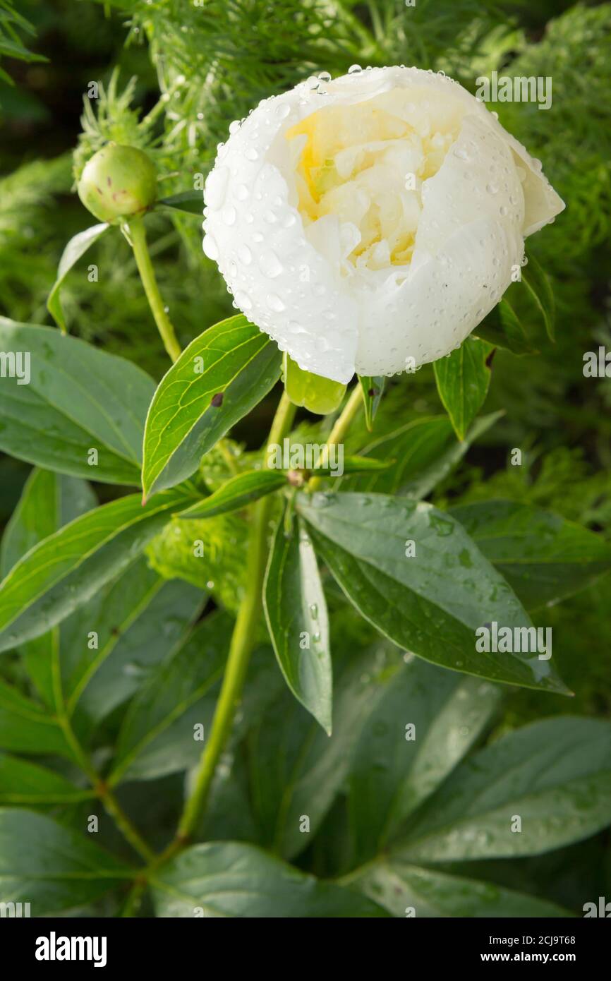 White peony bud on a stem with leaves on the blurred natural background ...