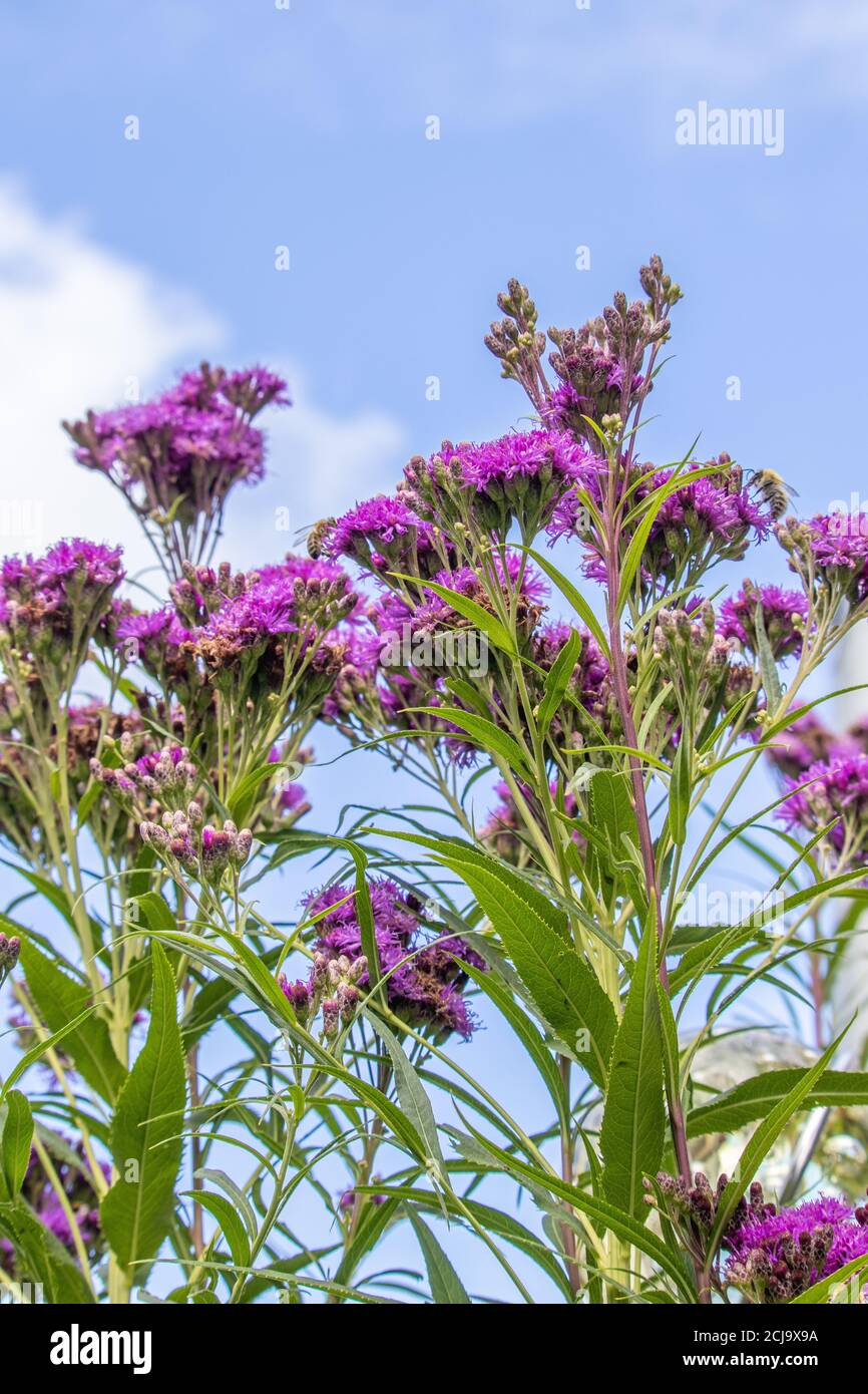Vertical shot of purple shaggy vernonia under blue sky Stock Photo