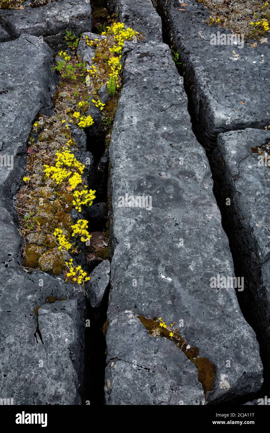 Detail of Limestone alvars, with wildflowers, Manitoulin Island, Ontario, Canada. Stock Photo