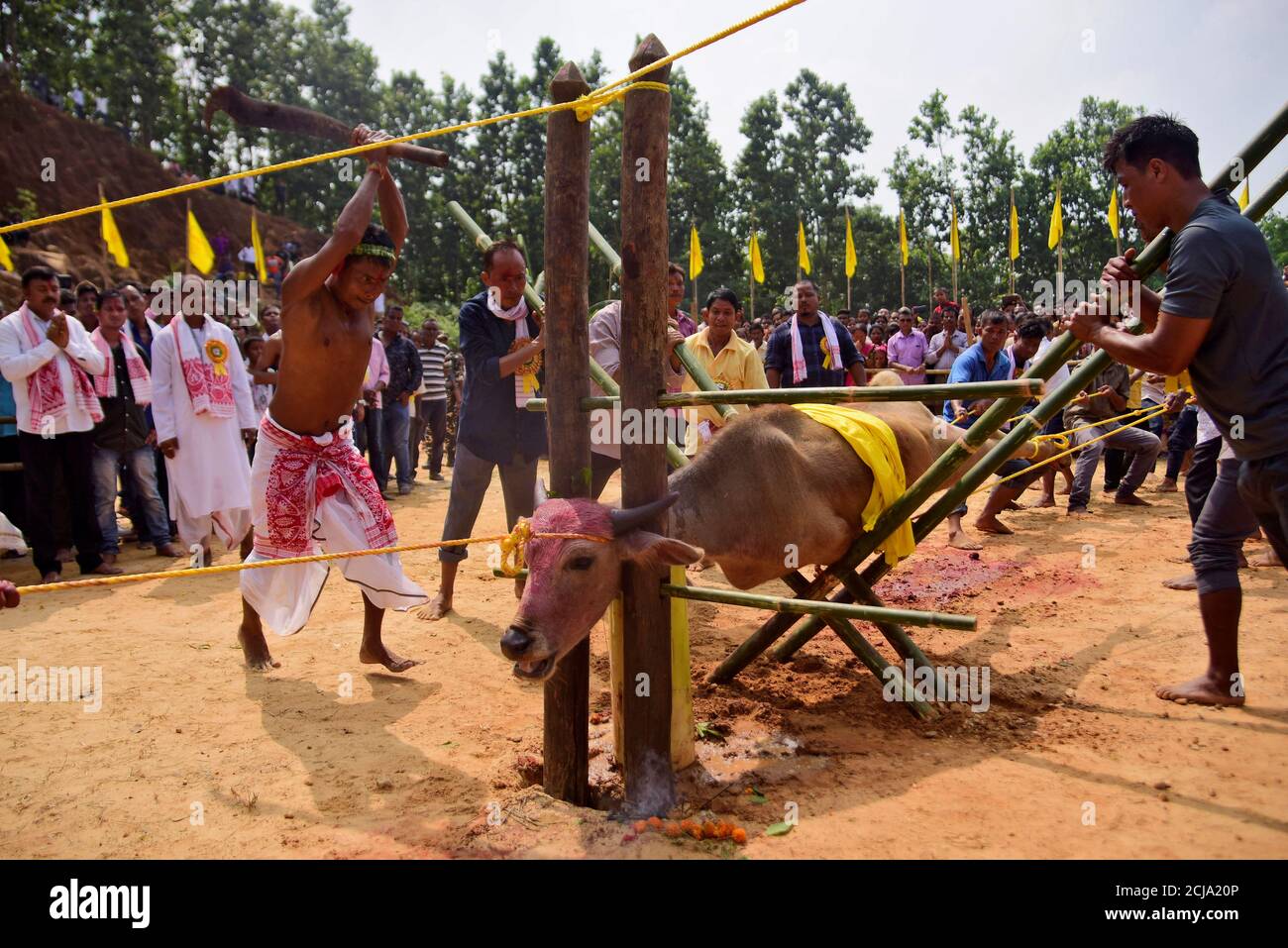 Hindu devotees prepare to sacrifice a buffalo as part of a ritual during the Durga Puja Hindu devotees prepare to sacrifice a buffalo as part of a ritual during the Durga Puja
