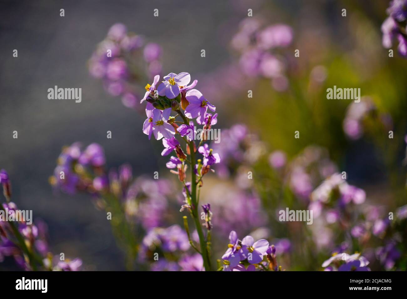 Blooming Purple Matthiola aspera After a rare rainy season in the Arava Desert, Israel, an abundance of wildflowers sprout out and bloom. Photographed Stock Photo