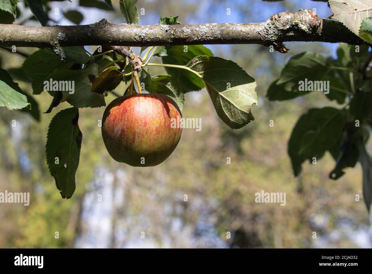 Closeup shot of an apple on a tree branch Stock Photo - Alamy