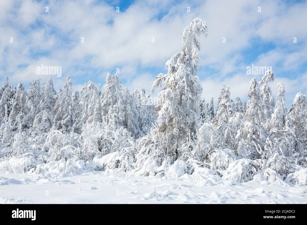 Snow-laden trees, Rudyard, Michigan, USA Stock Photo