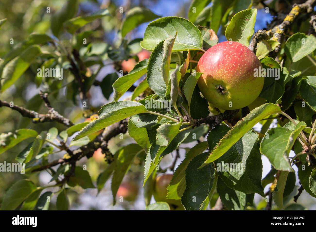 Closeup of an apple on a tree branch Stock Photo - Alamy