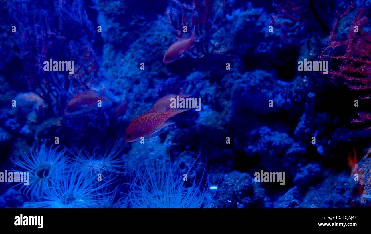 red colored fish swim near red corals Stock Photo - Alamy